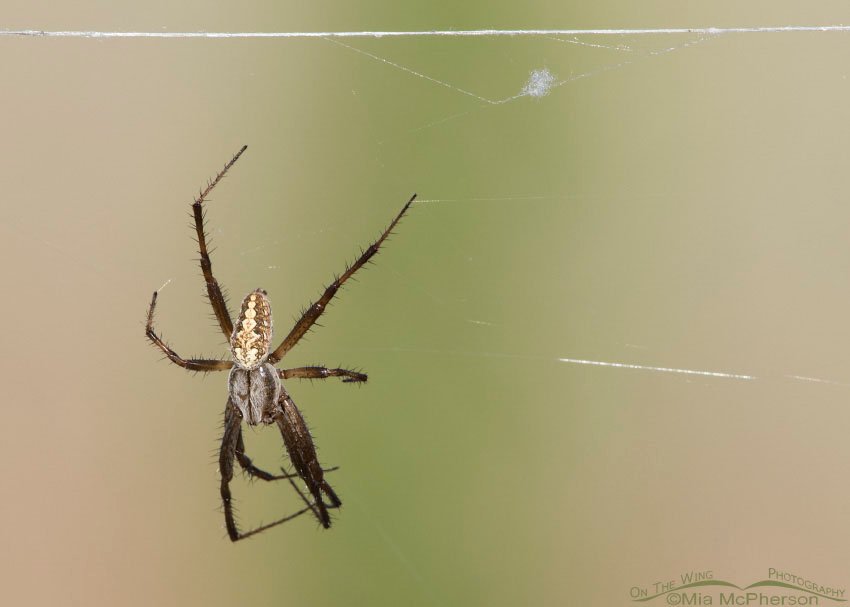 Male Western Spotted Orbweaver on Antelope Island, Antelope Island State Park, Davis County, Utah