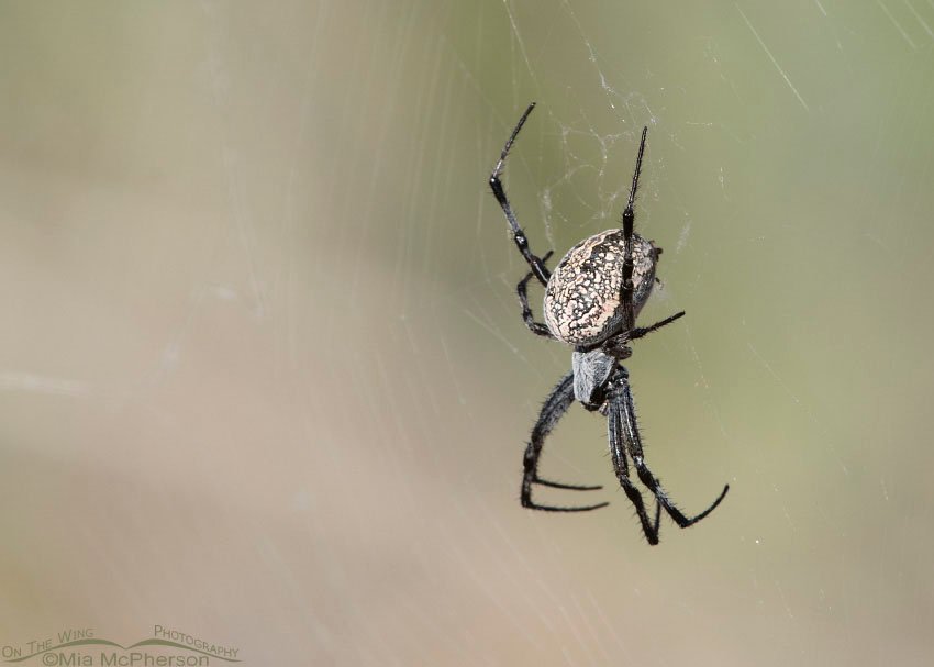 Female Western Spotted Orbweaver in her web, Antelope Island State Park, Davis County, Utah