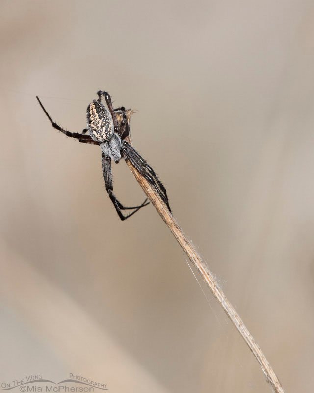 Female Western Spotted Orbweaver on a stick, Antelope Island State Park, Davis County, Utah