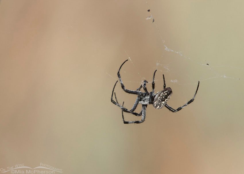 Western Spotted Orbweaver creating a web, Antelope Island State Park, Davis County, Utah