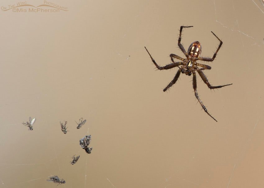 Western Spotted Orbweaver with a bunch of captured Brine Flies, Antelope Island State Park, Davis County, Utah