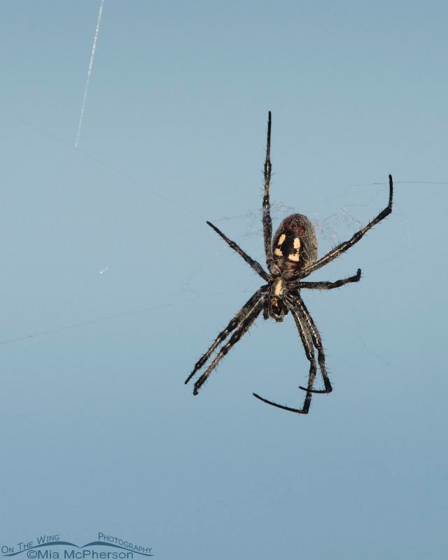 Western Spotted Orbweaver with the Great Salt Lake in the background, Antelope Island State Park, Davis County, Utah