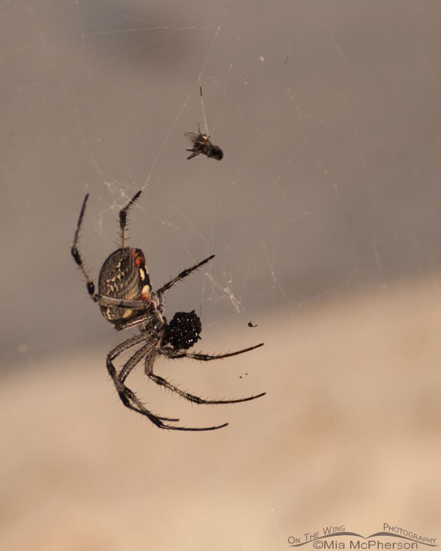 Neoscona oaxacensis or Western Spotted Orbweaver, Antelope Island State Park, Davis County, Utah