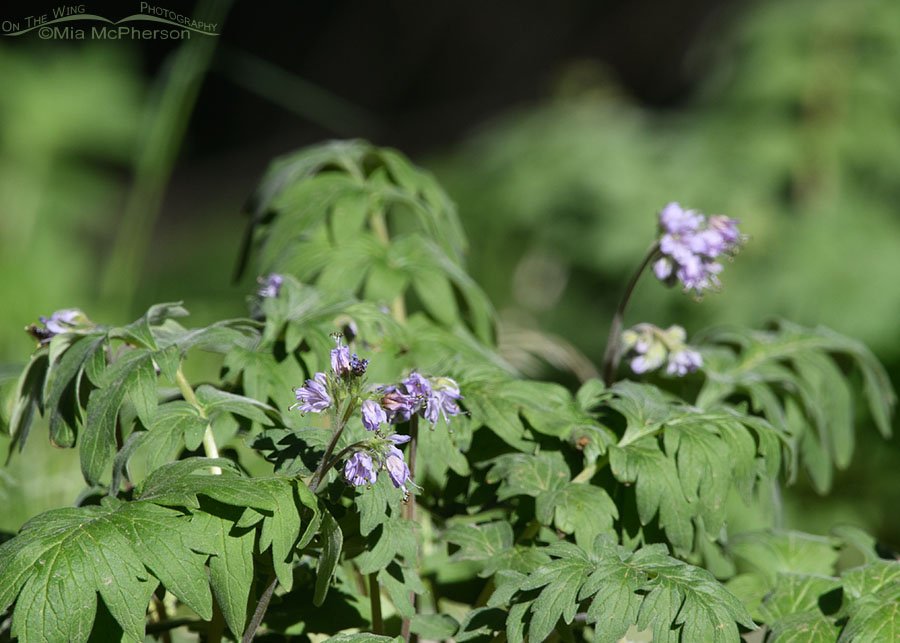 Western Waterleaf in bloom, West Desert, Tooele County, Utah