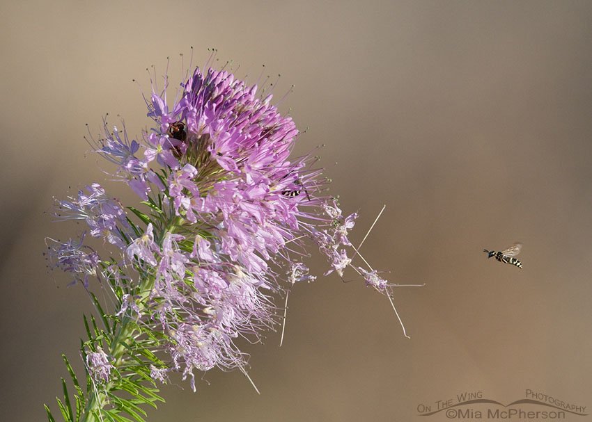 Rocky Mountain Bee Plant with Western Yellowjacket, Antelope Island State Park, Davis County, Utah