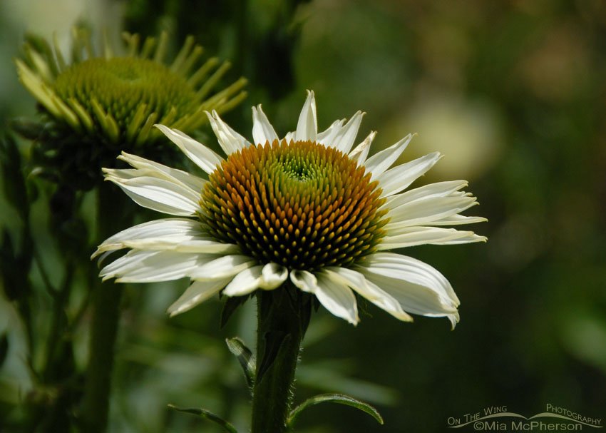 White Coneflower, Christchurch, New Zealand