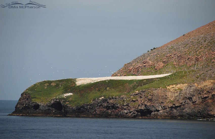 Australasian Gannet colony on Whakaari - White Island, Bay of Plenty, Crater Bay, Whakaari, White Island, New Zealand