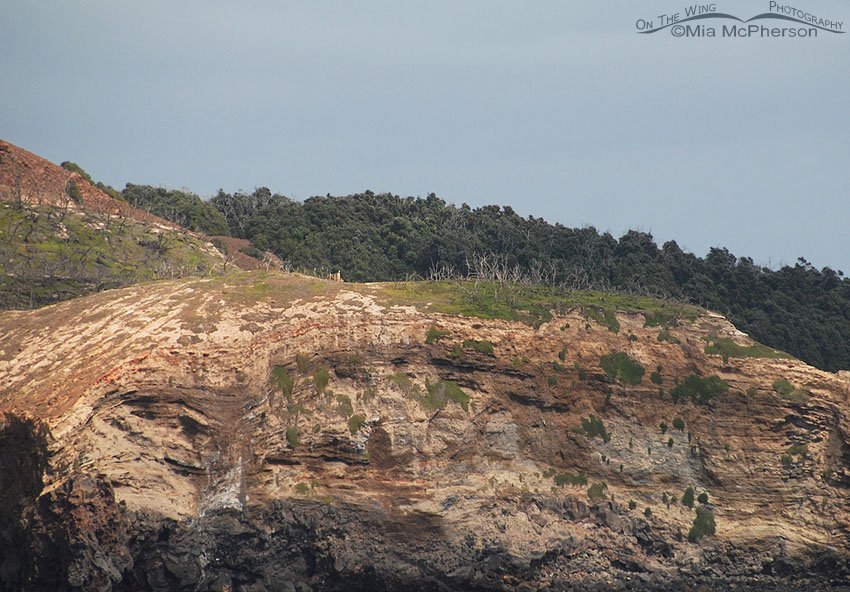 Remnants of the Pōhutukawa forest, Bay of Plenty, Crater Bay, Whakaari, White Island, New Zealand