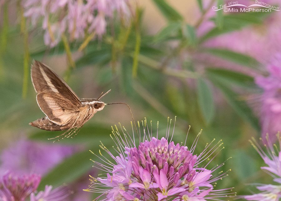 White-lined Sphinx moth with pollen covered legs, Antelope Island State Park, Davis County, Utah