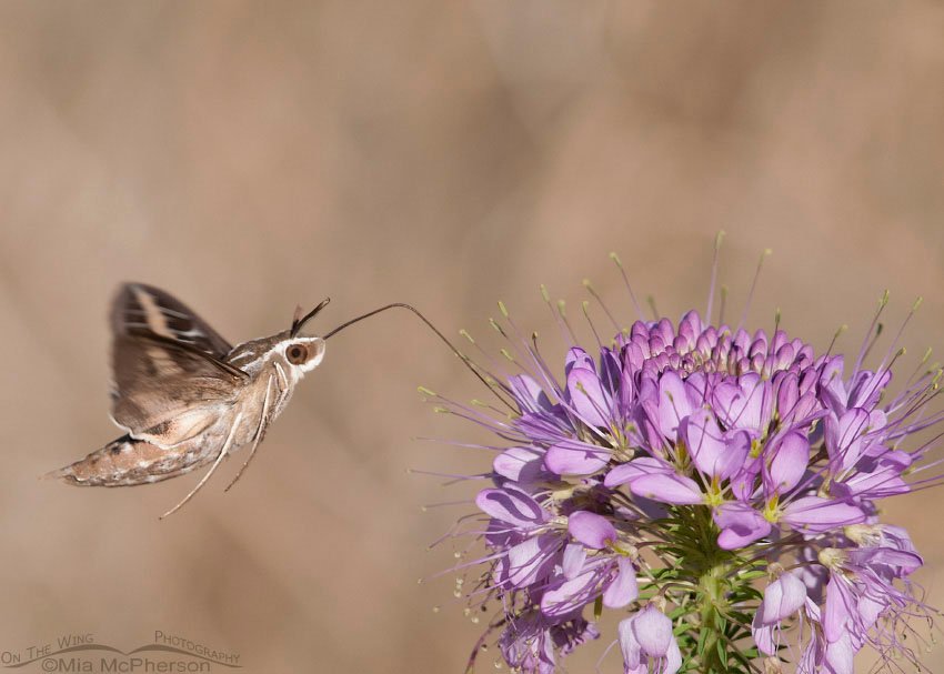 White-lined Sphinx Moth feeding on Rocky Mountain Bee Plant, Antelope Island State Park, Davis County, Utah