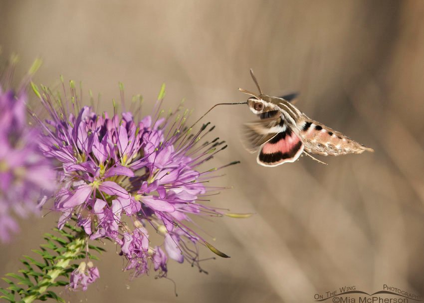 White-lined Sphinx moth hovering over a Rocky Mountain Bee Plant, Antelope Island State Park, Davis County, Utah