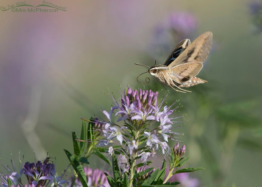 White-lined Sphinx Moth hovering over flowers, Antelope Island State Park, Davis County, Utah