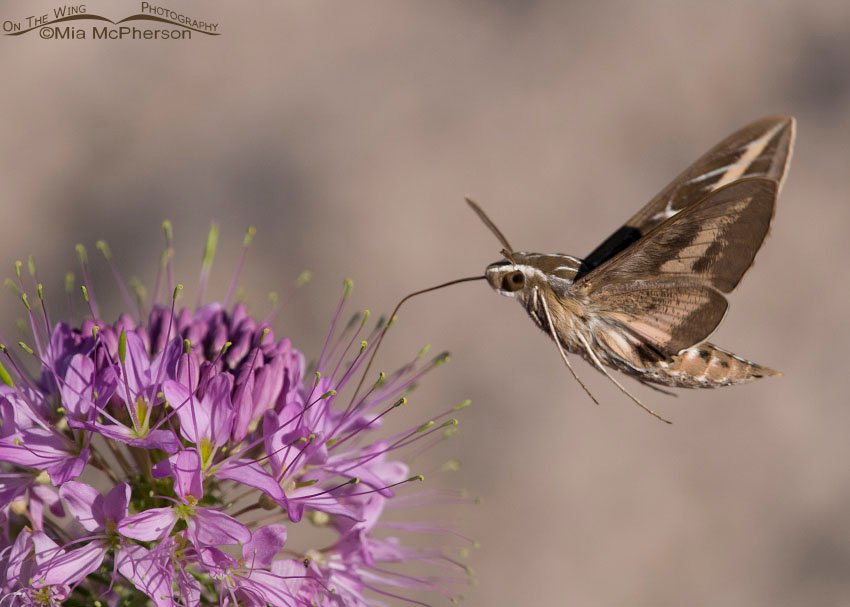 White-lined Sphinx Moth, Antelope Island State Park, Davis County, Utah