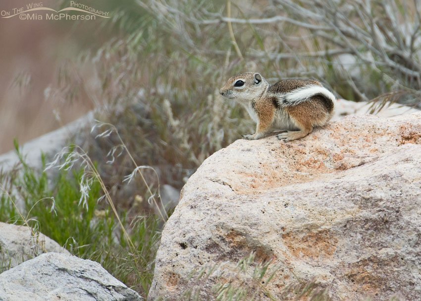 White-tailed Antelope Squirrel in the West Desert of Utah, West Desert, Juab County, Utah