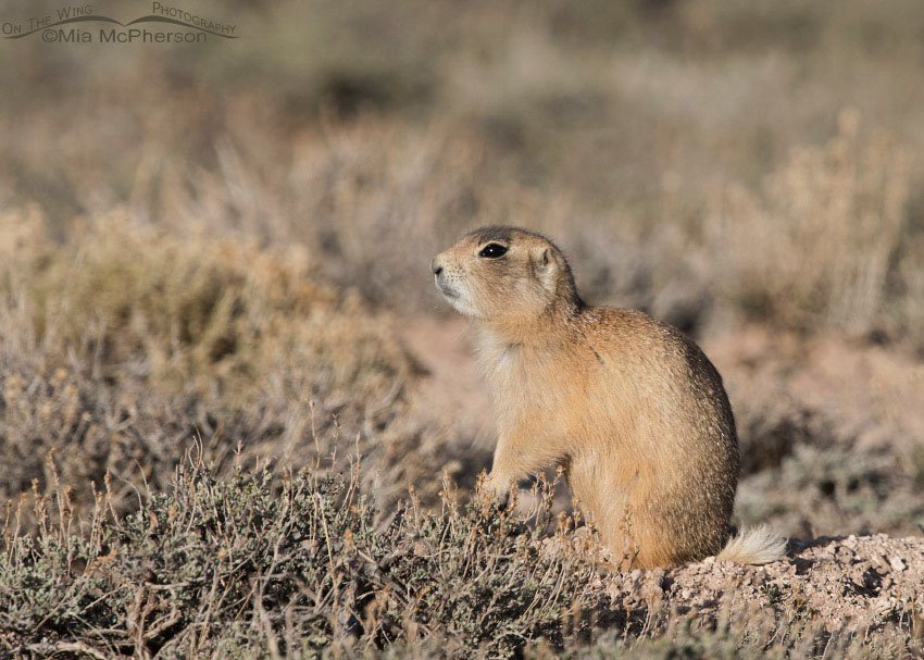 White-tailed Prairie Dog in evening light, Wayne County, Utah