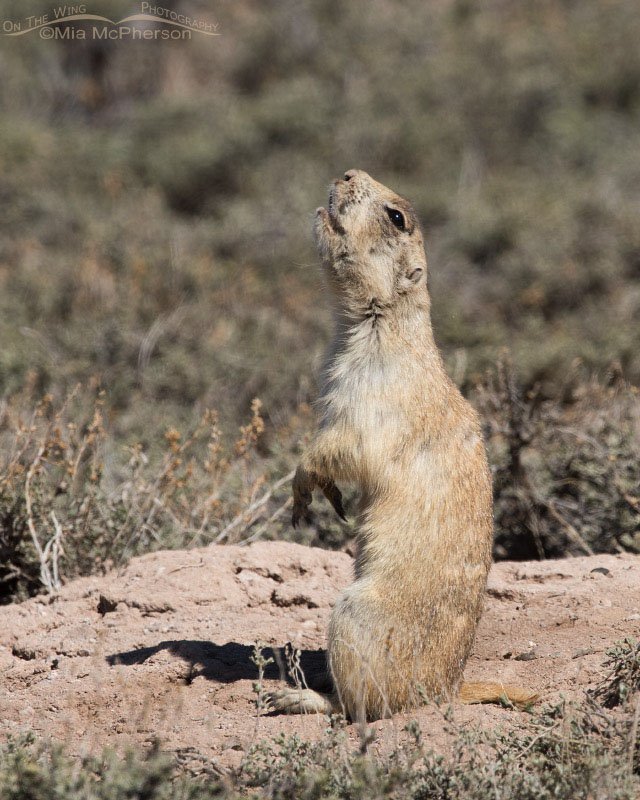 Calling White-tailed Prairie Dog, Wayne County, Utah