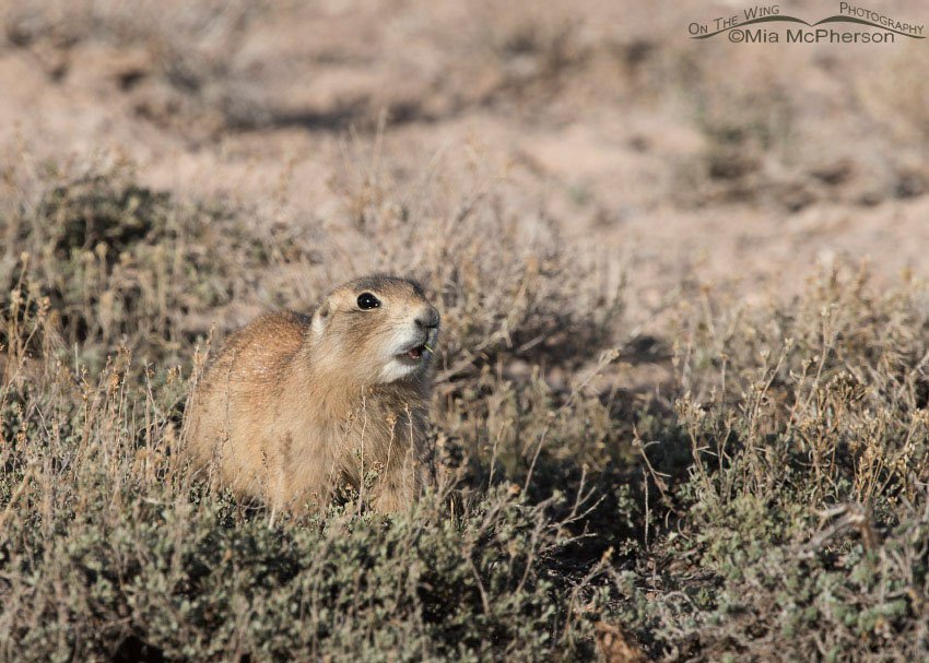 White-tailed Prairie Dog nibbling on food, Wayne County, Utah