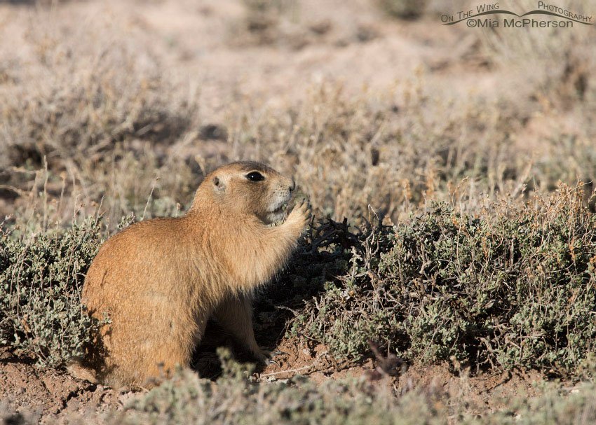 White-tailed Prairie Dog eating, Wayne County, Utah