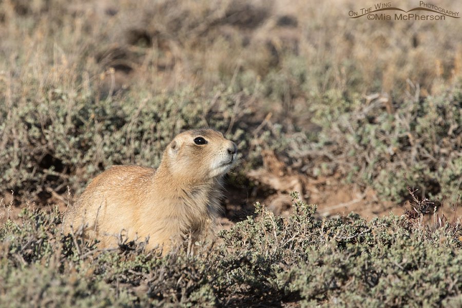 Evening White-tailed Prairie Dog, Wayne County, Utah