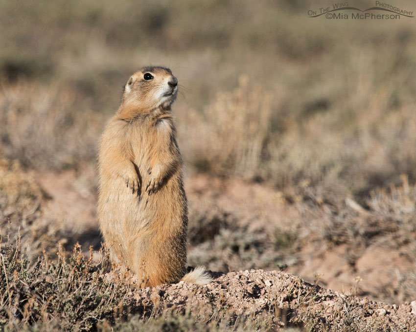 White-tailed Prairie Dog on alert, Wayne County, Utah