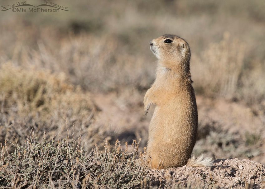 White-tailed Prairie Dog sentry, Wayne County, Utah