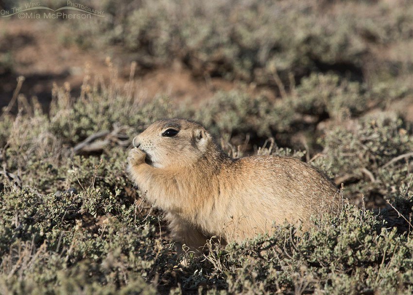 White-tailed Prairie Dog eating in evening light, Wayne County, Utah
