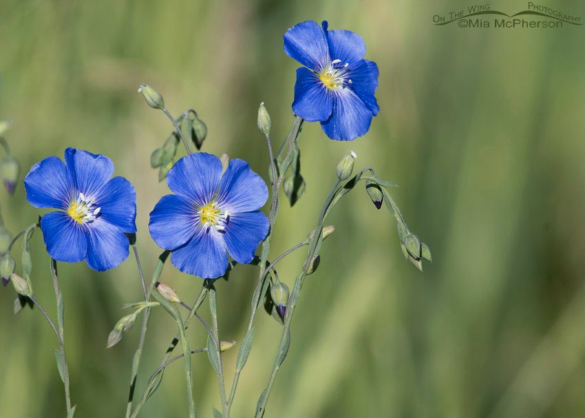 Lewis's Flax in Morgan County, Utah