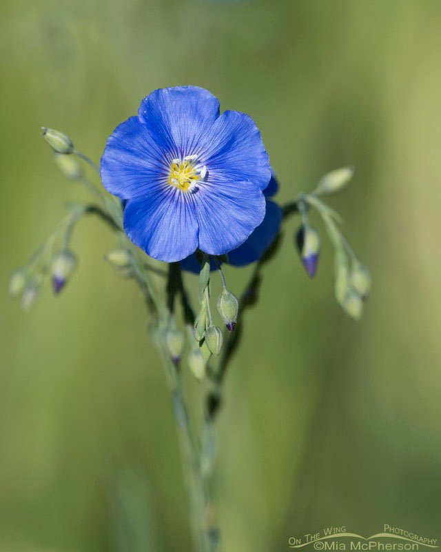 Single Lewis's Flax bloom, Wasatch Mountains, Morgan County, Utah