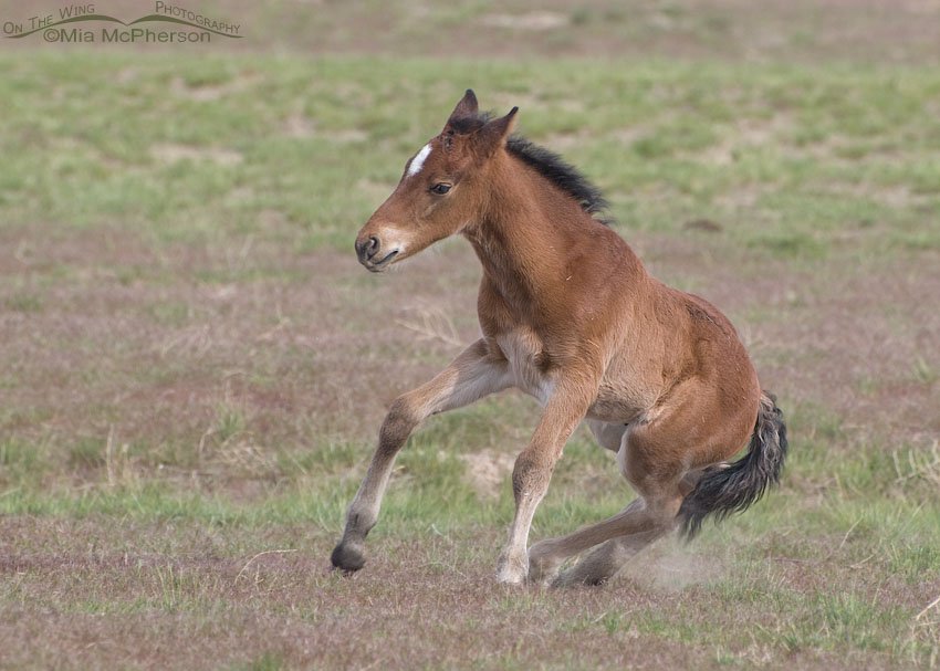 Wild colt from the Onaqui herd, West Desert, Tooele County, Utah