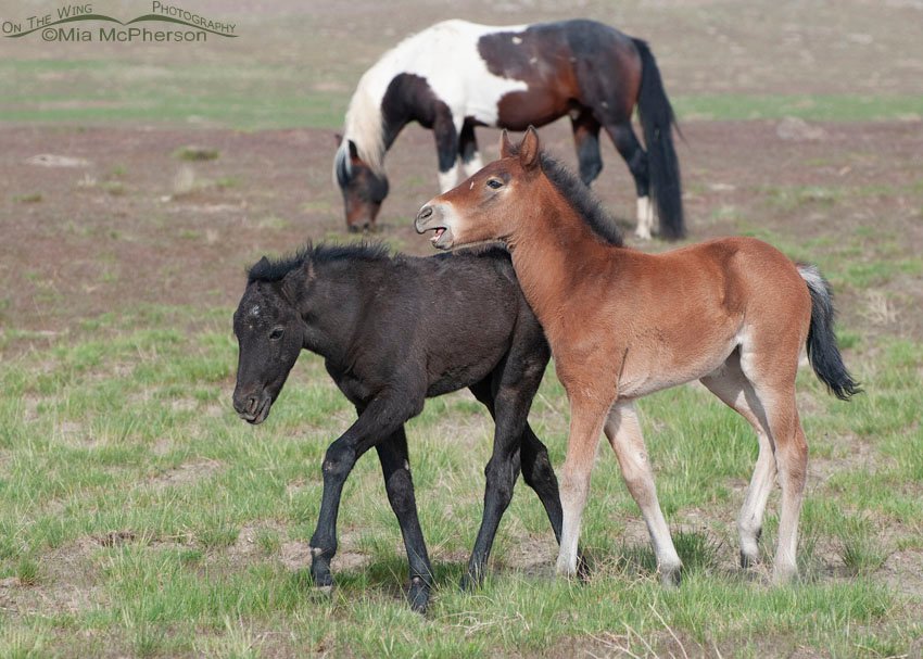 Young wild Horses playing during spring in the West Desert, West Desert, Tooele County, Utah