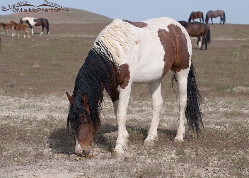 Onaqui wild Horses grazing, West Desert, Tooele County, Utah
