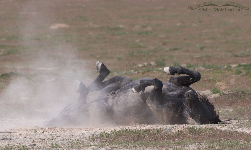 Wild Mustang rolling in the dust of the West Desert, Tooele County, Utah