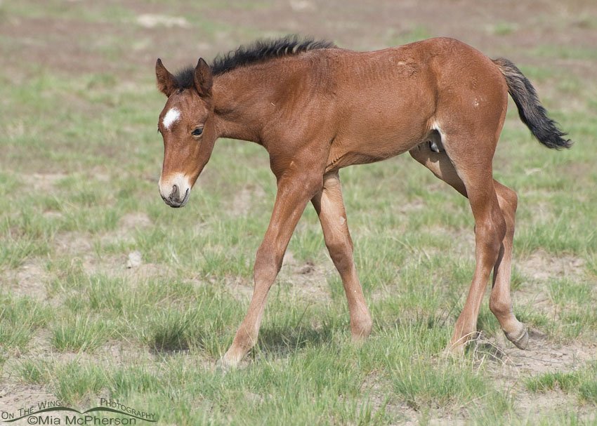 The future of the Onaqui herd, West Desert, Tooele County, Utah