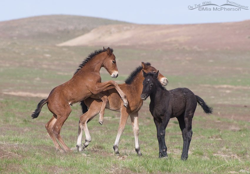 Trio of young wild Horses, West Desert, Tooele County, Utah