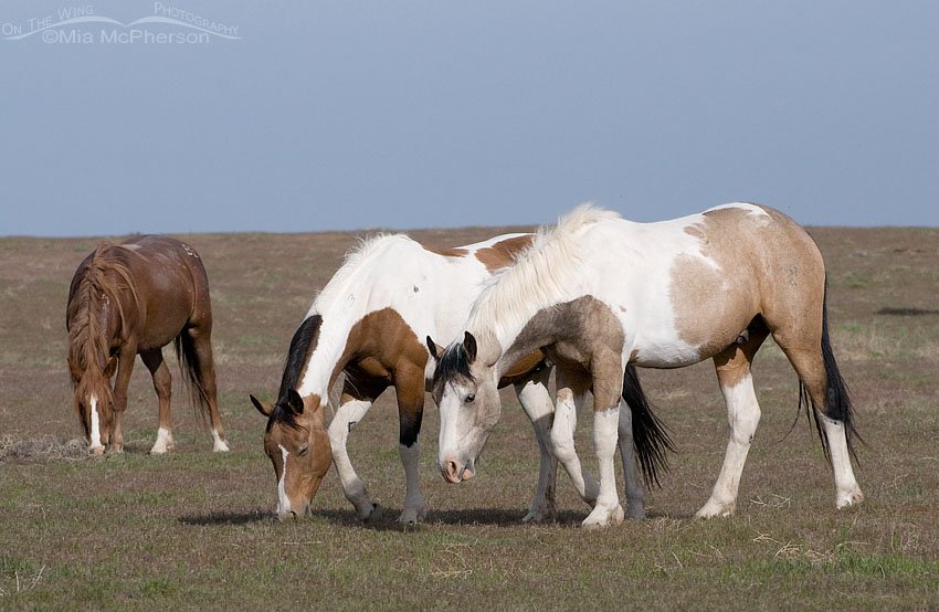 A calm moment for the Onaqui herd, West Desert, Tooele County, Utah