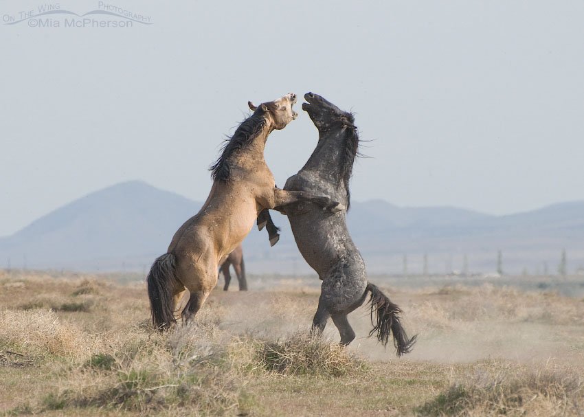 Onaqui stallions battle for breeding rights, West Desert, Tooele County, Utah