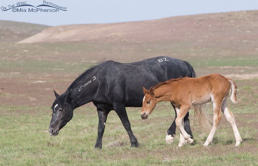 Onaqui mare and foal, West Desert, Tooele County, Utah