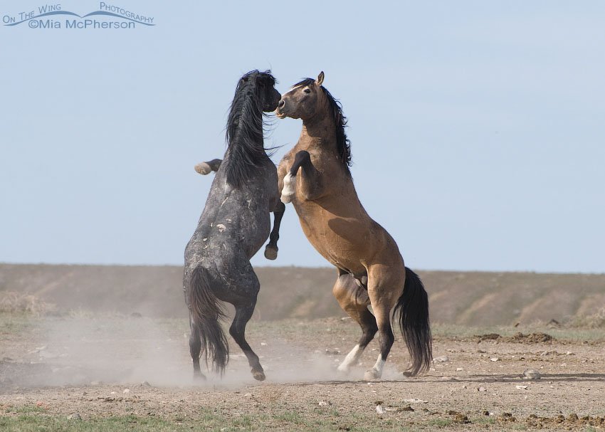 Onaqui wild stallions fighting, West Desert, Tooele County, Utah