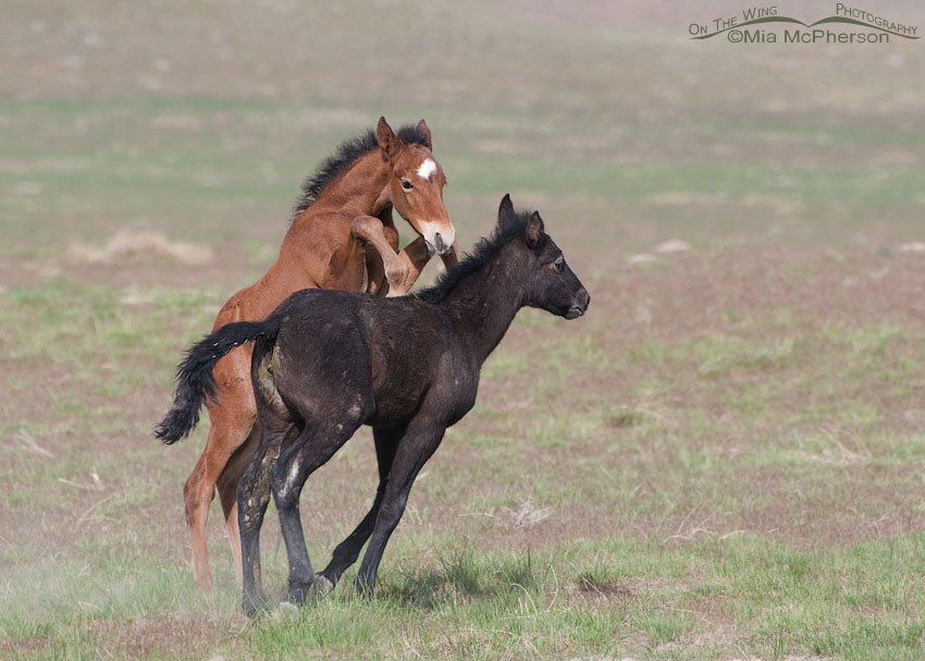 Young wild Horses play fighting in the West Desert of Utah, Tooele County