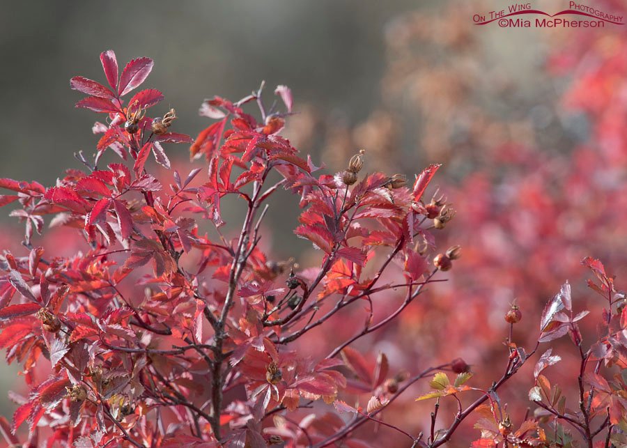 Autumn colors of a wild rose and rose hips, Box Elder County, Utah