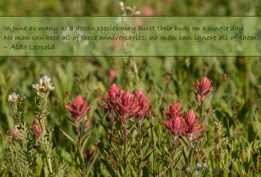 Nature’s Anniversaries - Indian Paintbrush, Big Cottonwood Canyon, Brighton, Salt Lake County, Utah