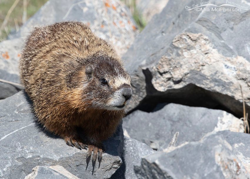 Female Yellow-belied Marmot keeping an eye on her pups, Box Elder County, Utah