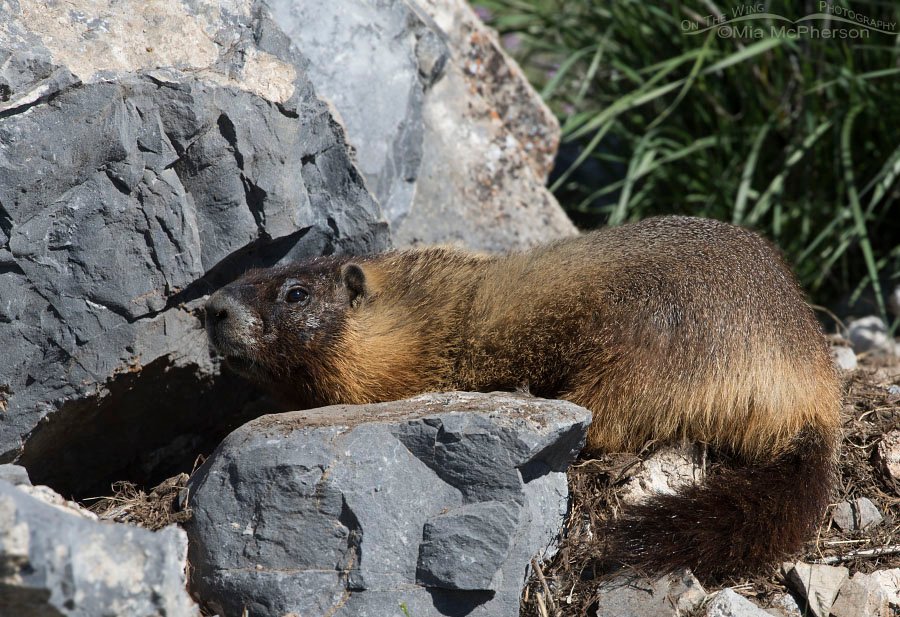 Yellow-bellied Marmot at burrow, Box Elder County, Utah