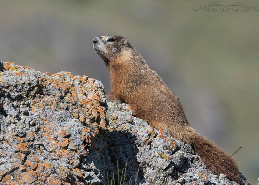 Adult Yellow-bellied Marmot on the look out, Box Elder County, Utah