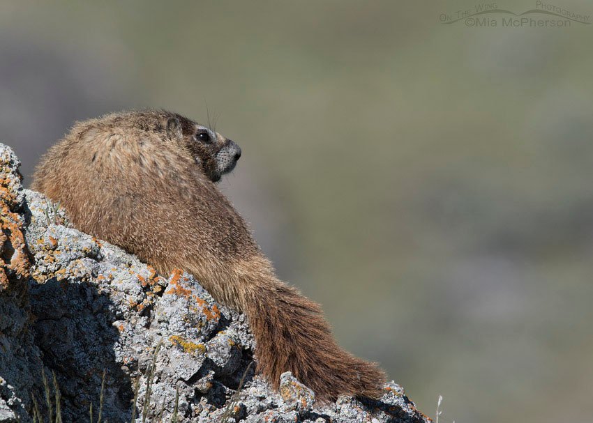 Adult Yellow-bellied Marmot keeping an eye out for its pups, Box Elder County, Utah