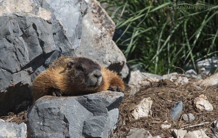 Yellow-bellied Marmot resting in the sun, Box Elder County, Utah