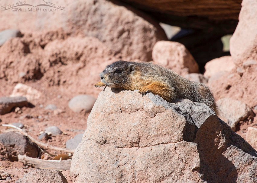 Yellow-bellied Marmot warming up on a boulder, Capitol Reef National Park, Wayne County, Utah