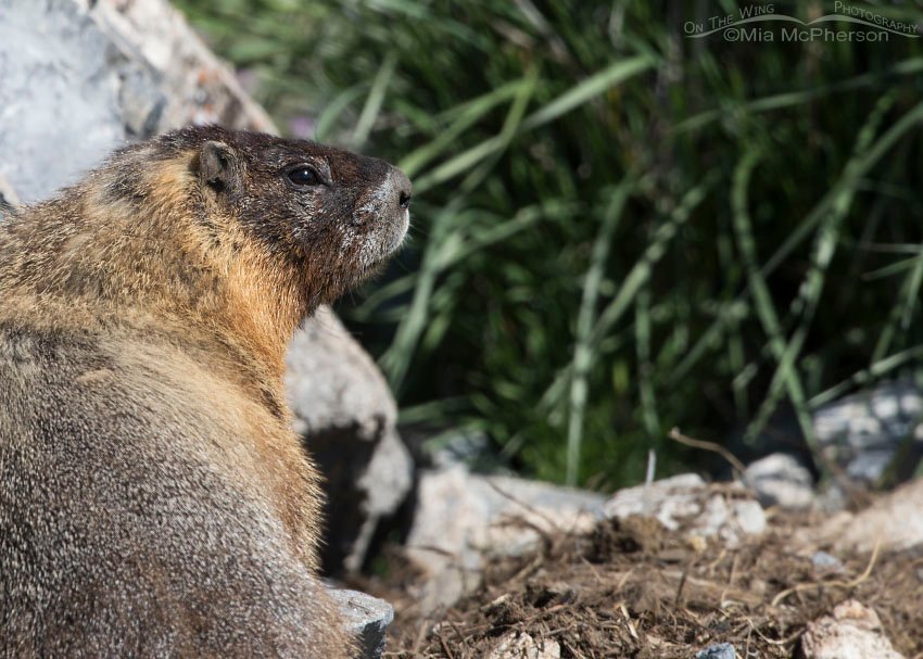 Northern Utah Yellow-bellied Marmot close up in Box Elder County, Utah