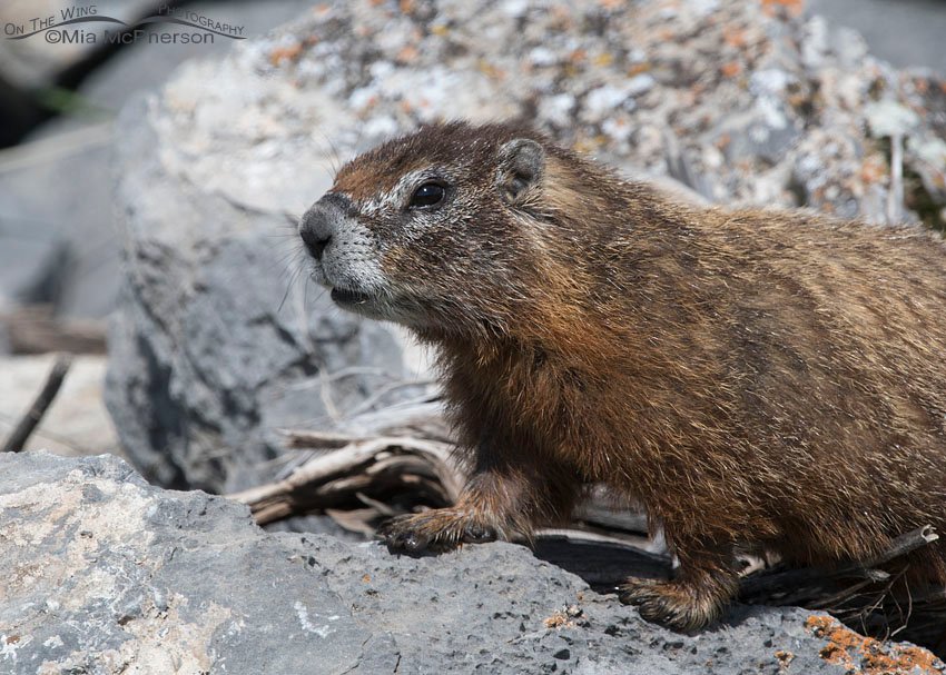 Northern Utah Yellow-bellied Marmot portrait, Box Elder County, Utah