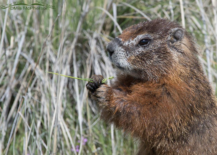 Yellow-bellied Marmot eating grass portrait, Box Elder County, Utah